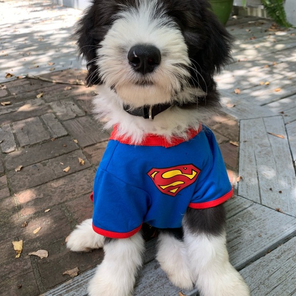 super man dog suit - Picture 3 of 3